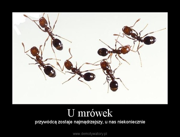 U mrówek – przywódcą zostaje najmądrzejszy, u nas niekoniecznie 