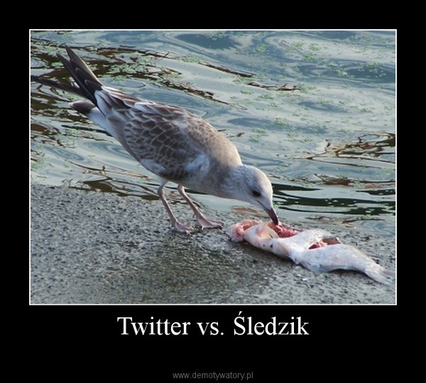 Twitter vs. Śledzik