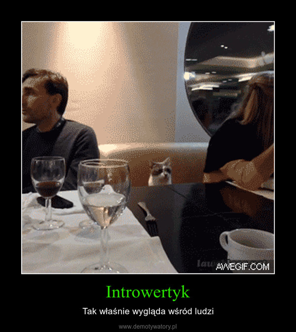 Introwertyk – Tak właśnie wygląda wśród ludzi 