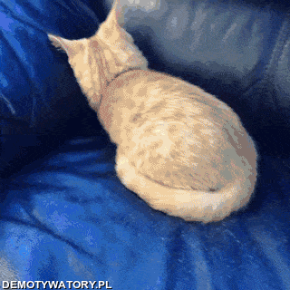 Nie wiem co jest z tą kanapą – To już mój czwarty kot! 