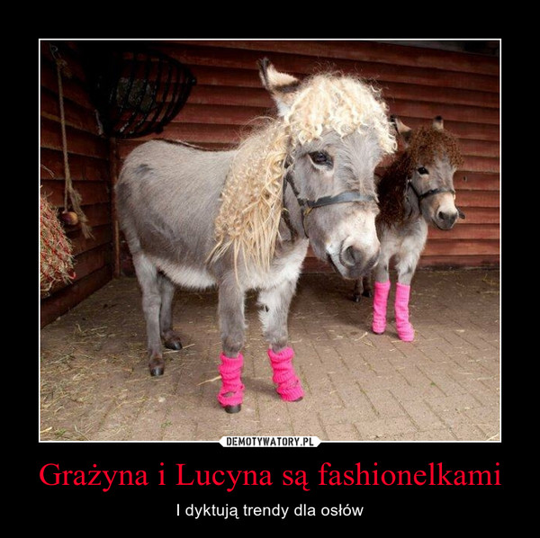 Grażyna i Lucyna są fashionelkami – I dyktują trendy dla osłów 