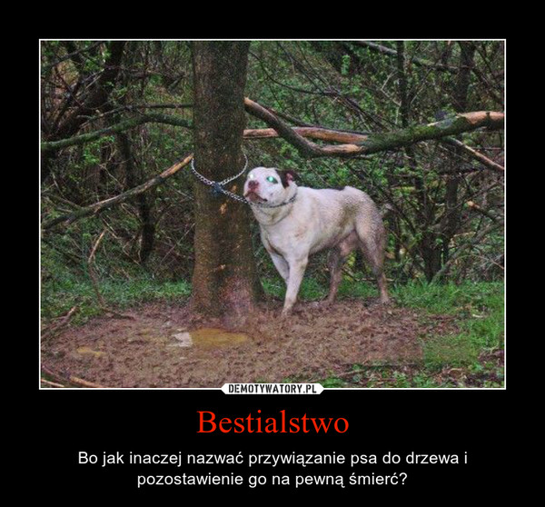 Bestialstwo – Bo jak inaczej nazwać przywiązanie psa do drzewa i pozostawienie go na pewną śmierć? 