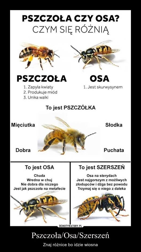 Pszczoła/Osa/Szerszeń