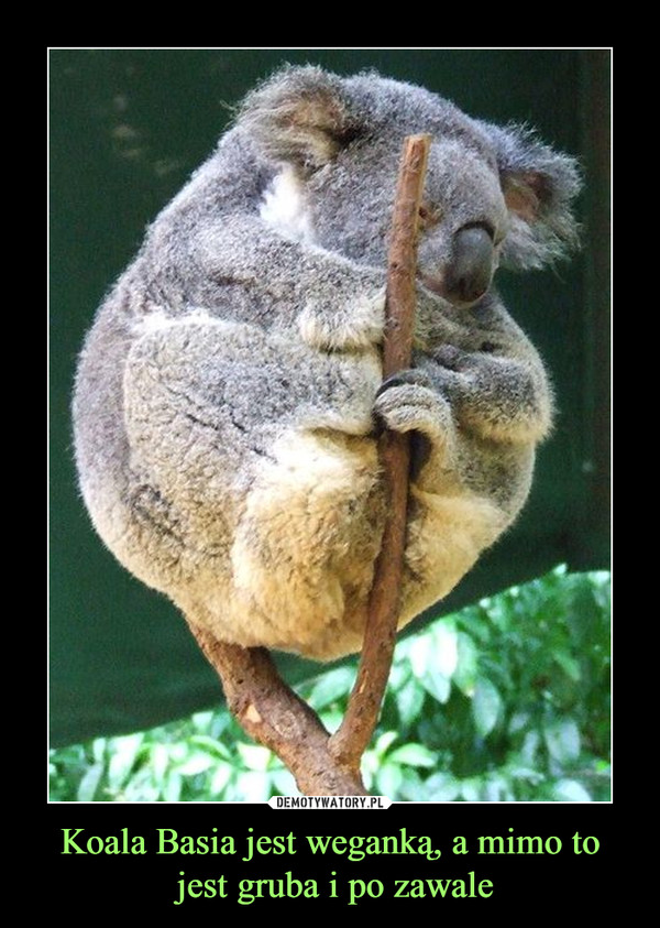 Koala Basia jest weganką, a mimo to jest gruba i po zawale –  