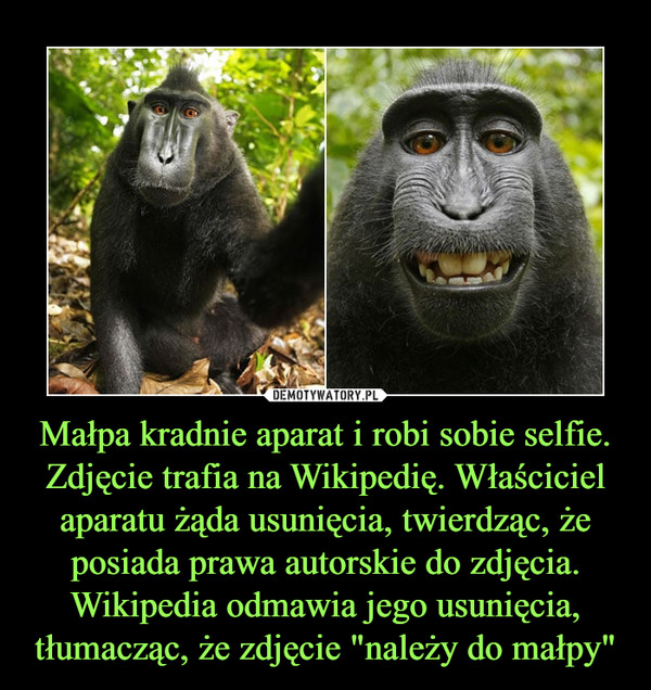 Małpa kradnie aparat i robi sobie selfie. Zdjęcie trafia na Wikipedię. Właściciel aparatu żąda usunięcia, twierdząc, że posiada prawa autorskie do zdjęcia. Wikipedia odmawia jego usunięcia, tłumacząc, że zdjęcie "należy do małpy" –  