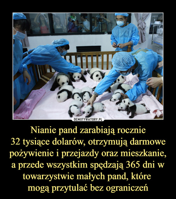 Nianie pand zarabiają rocznie32 tysiące dolarów, otrzymują darmowe pożywienie i przejazdy oraz mieszkanie, a przede wszystkim spędzają 365 dni w towarzystwie małych pand, które mogą przytulać bez ograniczeń –  