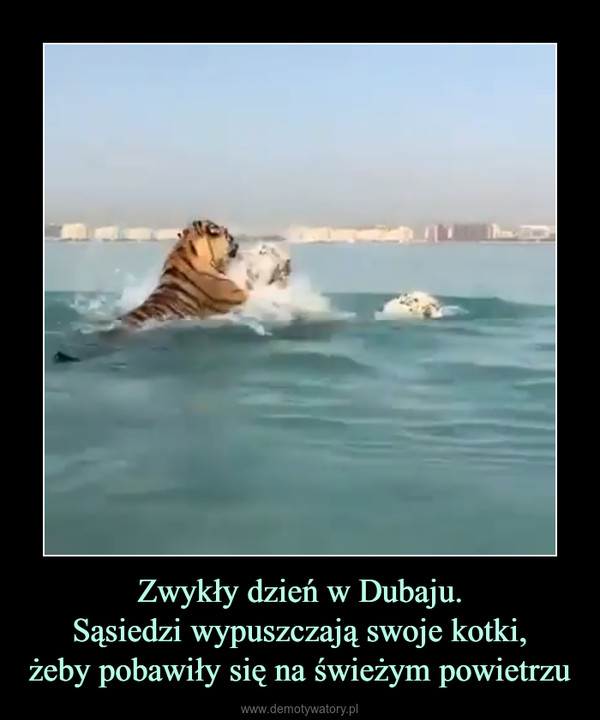 Zwykły dzień w Dubaju.Sąsiedzi wypuszczają swoje kotki,żeby pobawiły się na świeżym powietrzu –  