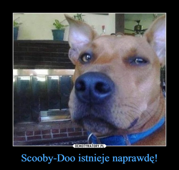 Scooby-Doo istnieje naprawdę!