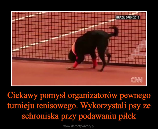 Ciekawy pomysł organizatorów pewnego turnieju tenisowego. Wykorzystali psy ze schroniska przy podawaniu piłek –  