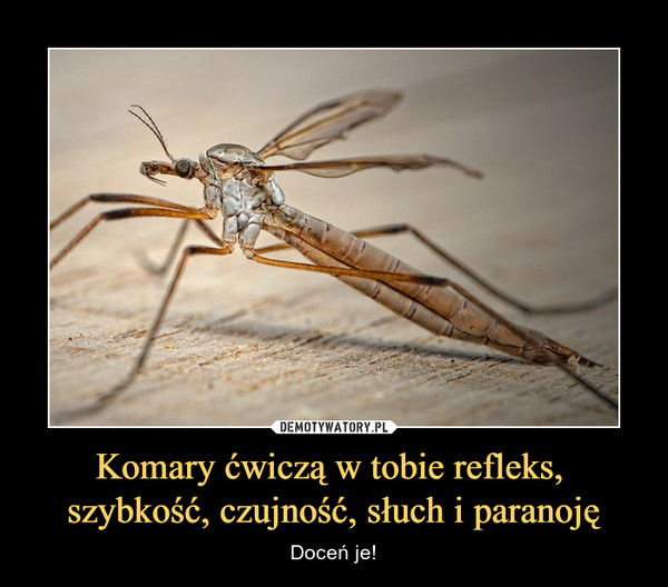 Komary ćwiczą w tobie refleks, szybkość, czujność, słuch i paranoję – Doceń je! 