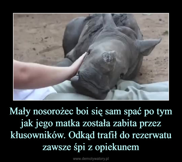 Mały nosorożec boi się sam spać po tym jak jego matka została zabita przez kłusowników. Odkąd trafił do rezerwatu zawsze śpi z opiekunem –  