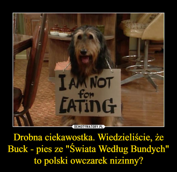 Drobna ciekawostka. Wiedzieliście, że Buck - pies ze "Świata Według Bundych" to polski owczarek nizinny? –  