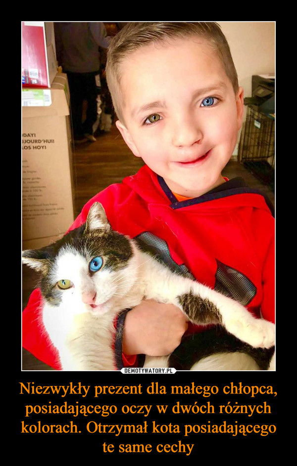 Niezwykły prezent dla małego chłopca, posiadającego oczy w dwóch różnych kolorach. Otrzymał kota posiadającego te same cechy –  