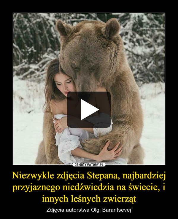 Niezwykle zdjęcia Stepana, najbardziej przyjaznego niedźwiedzia na świecie, i innych leśnych zwierząt