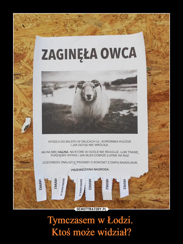 Tymczasem w Łodzi. Ktoś może widział? –  zaginęła owca