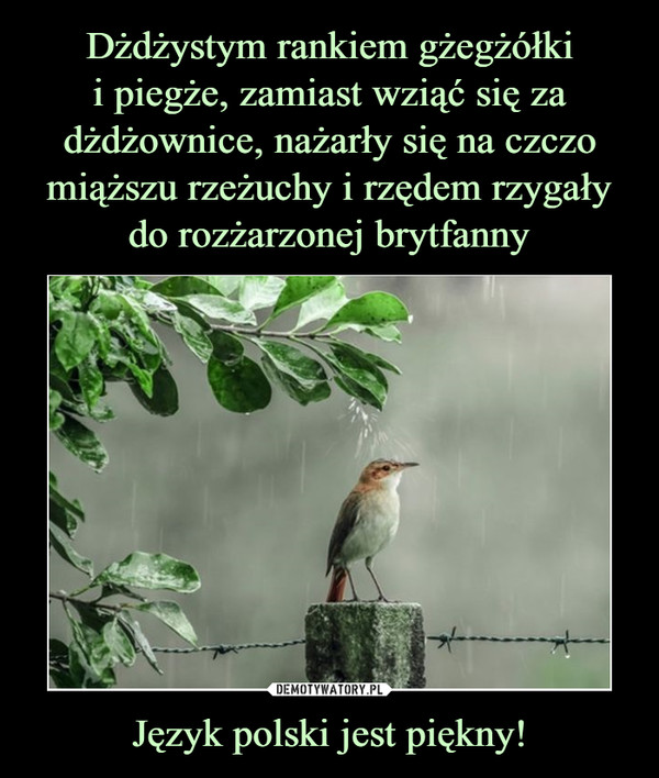 Język polski jest piękny! –  