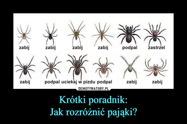 Krótki poradnik:
Jak rozróżnić pająki?