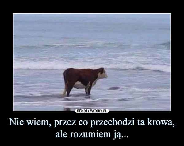 Nie wiem, przez co przechodzi ta krowa, ale rozumiem ją... –  