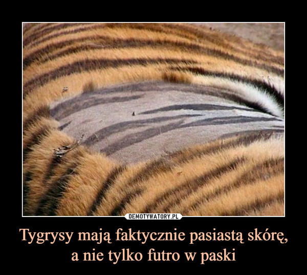 Tygrysy mają faktycznie pasiastą skórę, a nie tylko futro w paski –  