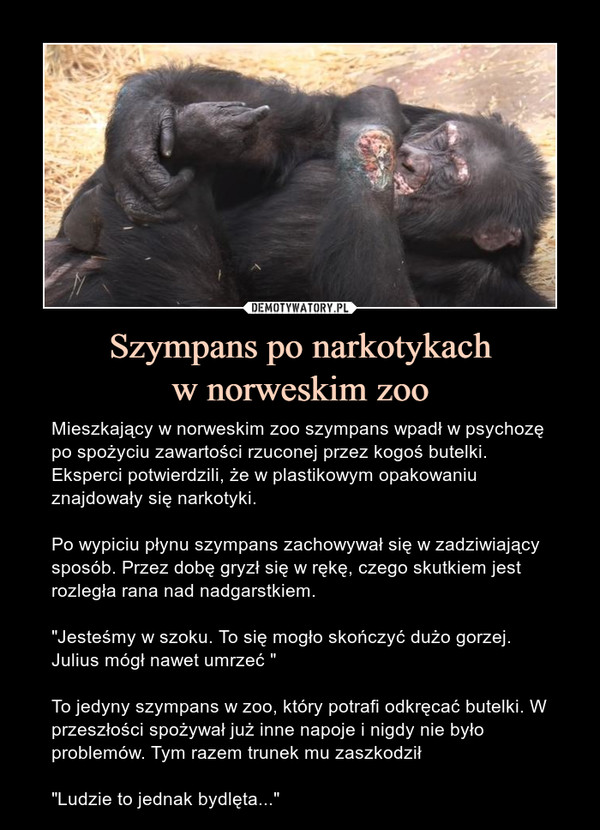 Szympans po narkotykachw norweskim zoo – Mieszkający w norweskim zoo szympans wpadł w psychozę po spożyciu zawartości rzuconej przez kogoś butelki. Eksperci potwierdzili, że w plastikowym opakowaniu znajdowały się narkotyki.Po wypiciu płynu szympans zachowywał się w zadziwiający sposób. Przez dobę gryzł się w rękę, czego skutkiem jest rozległa rana nad nadgarstkiem. "Jesteśmy w szoku. To się mogło skończyć dużo gorzej. Julius mógł nawet umrzeć "To jedyny szympans w zoo, który potrafi odkręcać butelki. W przeszłości spożywał już inne napoje i nigdy nie było problemów. Tym razem trunek mu zaszkodził"Ludzie to jednak bydlęta..." 