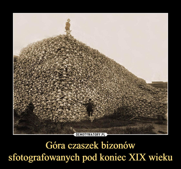 Góra czaszek bizonów
sfotografowanych pod koniec XIX wieku