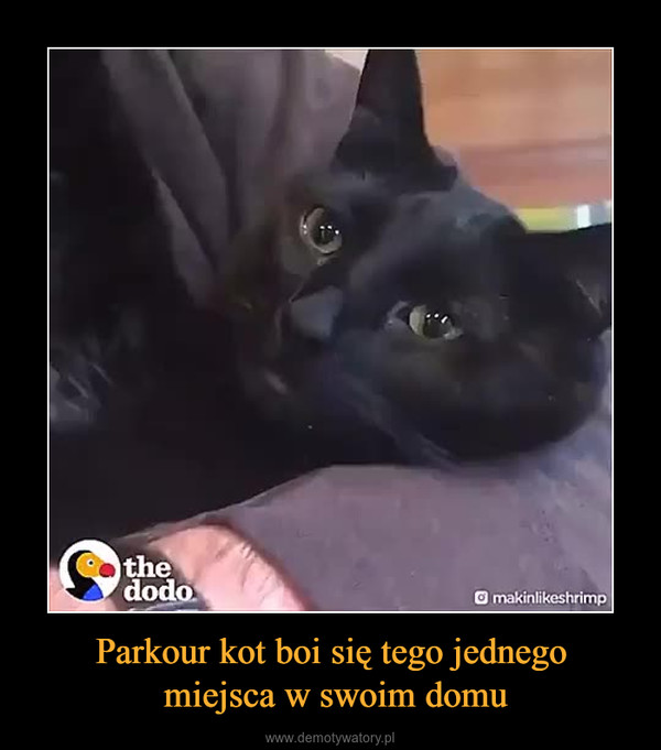 Parkour kot boi się tego jednego miejsca w swoim domu –  