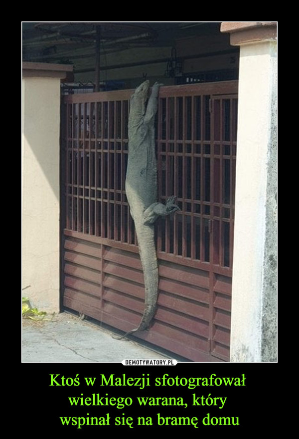 Ktoś w Malezji sfotografował wielkiego warana, który wspinał się na bramę domu –  