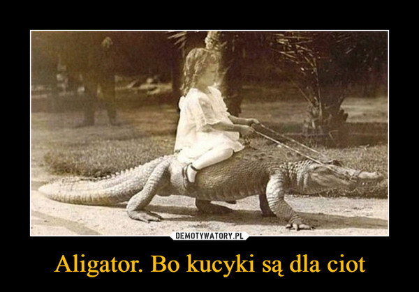 Aligator. Bo kucyki są dla ciot