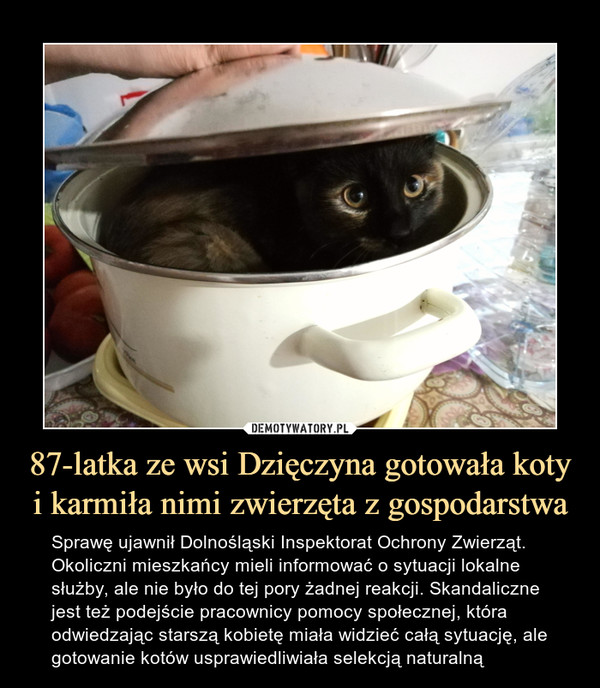87-latka ze wsi Dzięczyna gotowała koty i karmiła nimi zwierzęta z gospodarstwa