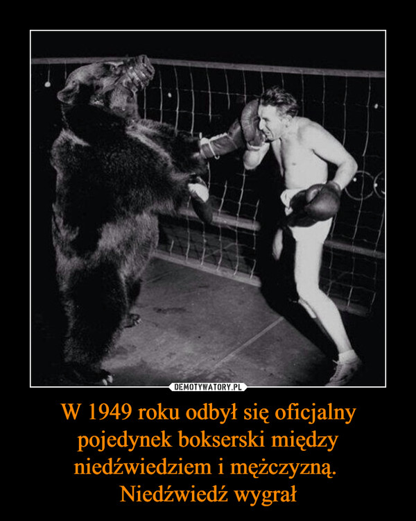 W 1949 roku odbył się oficjalny pojedynek bokserski między niedźwiedziem i mężczyzną. Niedźwiedź wygrał –  