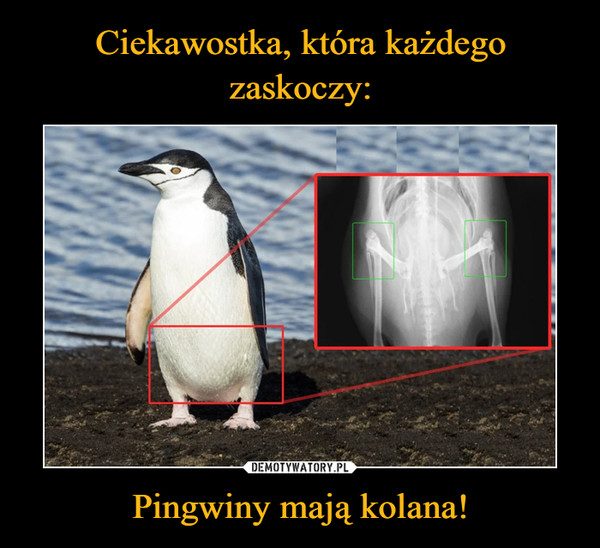 Pingwiny mają kolana! –  