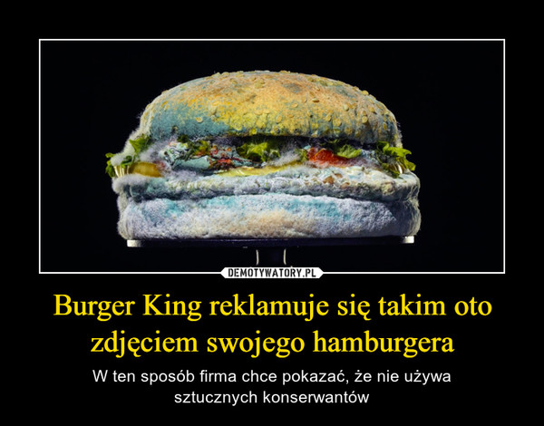 Burger King reklamuje się takim oto zdjęciem swojego hamburgera – W ten sposób firma chce pokazać, że nie używasztucznych konserwantów 