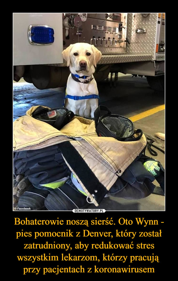 Bohaterowie noszą sierść. Oto Wynn - pies pomocnik z Denver, który został zatrudniony, aby redukować stres wszystkim lekarzom, którzy pracują przy pacjentach z koronawirusem –  