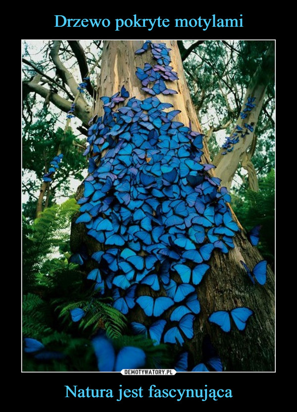 Drzewo pokryte motylami Natura jest fascynująca