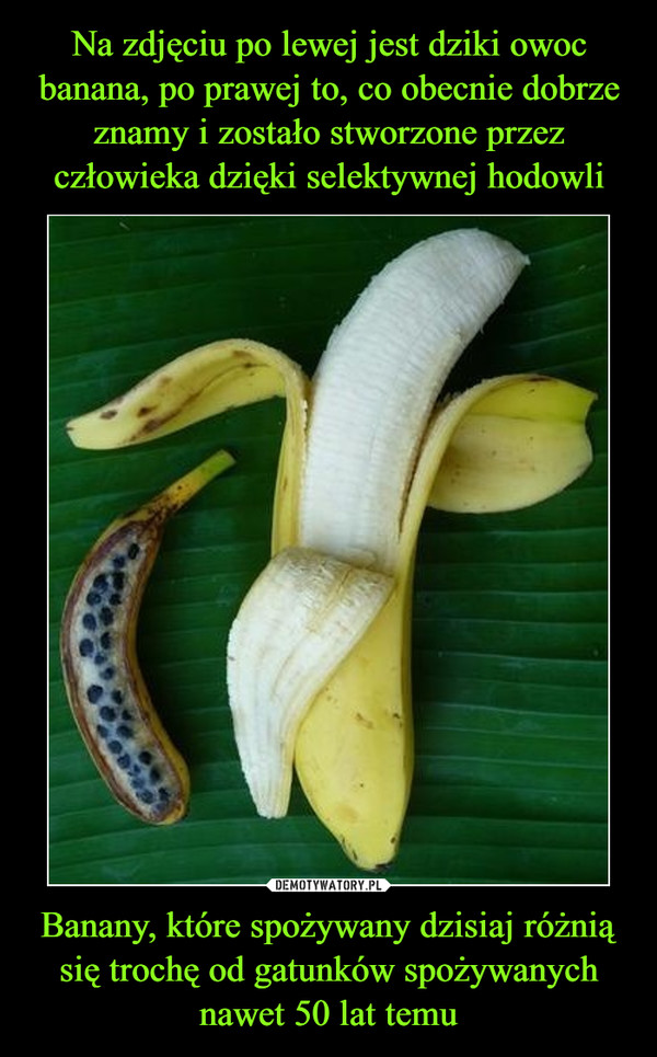 Banany, które spożywany dzisiaj różnią się trochę od gatunków spożywanych nawet 50 lat temu –  