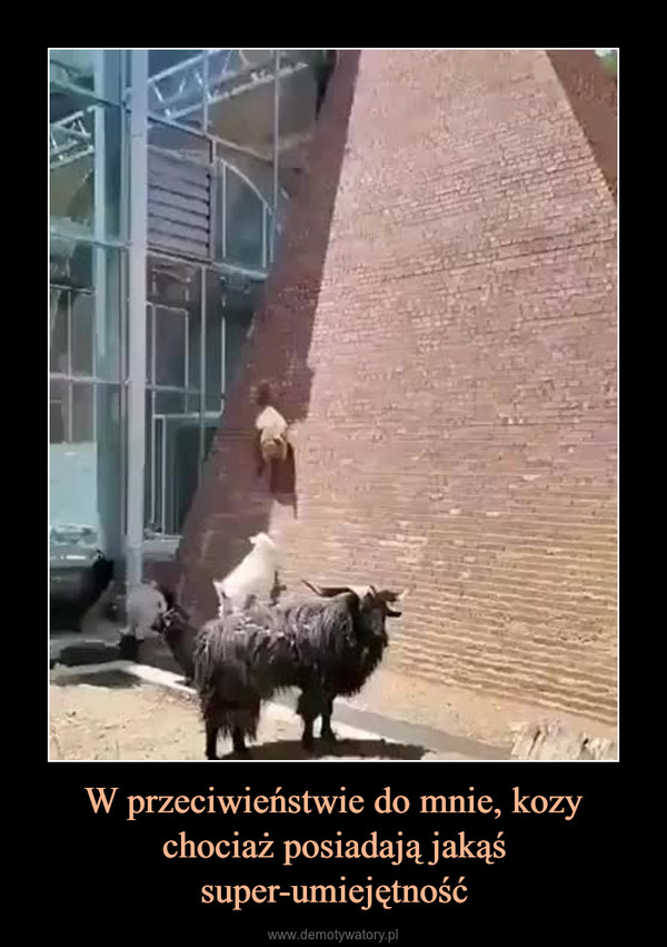 W przeciwieństwie do mnie, kozy chociaż posiadają jakąś super-umiejętność –  