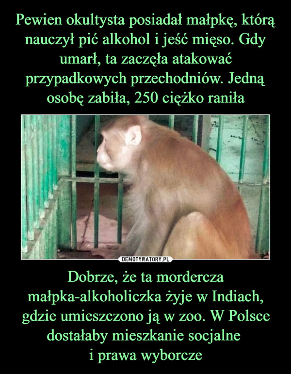 Pewien okultysta posiadał małpkę, którą nauczył pić alkohol i jeść mięso. Gdy umarł, ta zaczęła atakować przypadkowych przechodniów. Jedną osobę zabiła, 250 ciężko raniła Dobrze, że ta mordercza małpka-alkoholiczka żyje w Indiach, gdzie umieszczono ją w zoo. W Polsce dostałaby mieszkanie socjalne 
i prawa wyborcze
