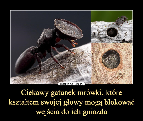 Ciekawy gatunek mrówki, które kształtem swojej głowy mogą blokować wejścia do ich gniazda