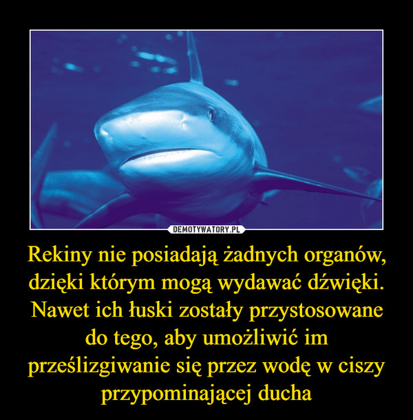 Rekiny nie posiadają żadnych organów, dzięki którym mogą wydawać dźwięki. Nawet ich łuski zostały przystosowane do tego, aby umożliwić im prześlizgiwanie się przez wodę w ciszy przypominającej ducha