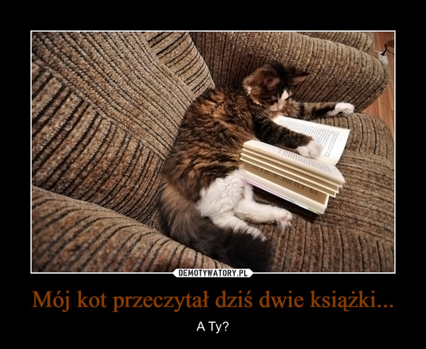 Mój kot przeczytał dziś dwie książki... – A Ty? 