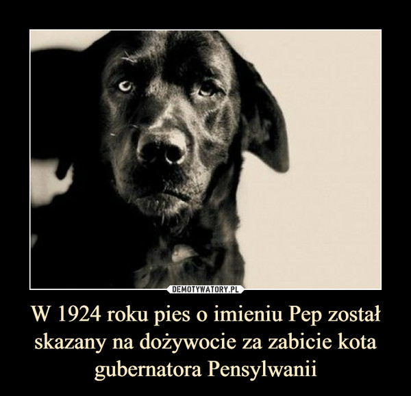 W 1924 roku pies o imieniu Pep został skazany na dożywocie za zabicie kota gubernatora Pensylwanii –  