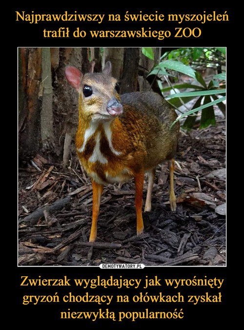 Najprawdziwszy na świecie myszojeleń trafił do warszawskiego ZOO Zwierzak wyglądający jak wyrośnięty gryzoń chodzący na ołówkach zyskał niezwykłą popularność