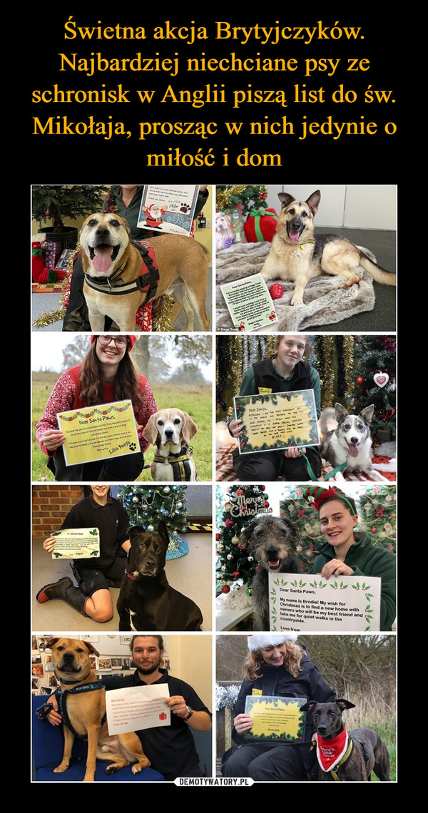 Świetna akcja Brytyjczyków. Najbardziej niechciane psy ze schronisk w Anglii piszą list do św. Mikołaja, prosząc w nich jedynie o miłość i dom