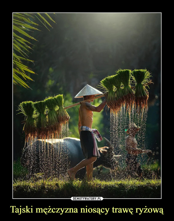 Tajski mężczyzna niosący trawę ryżową –  