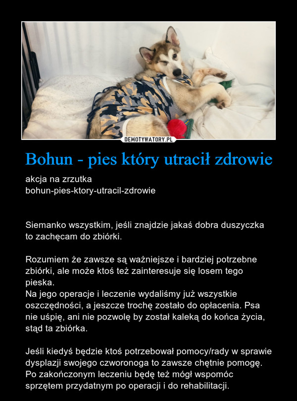 Bohun - pies który utracił zdrowie