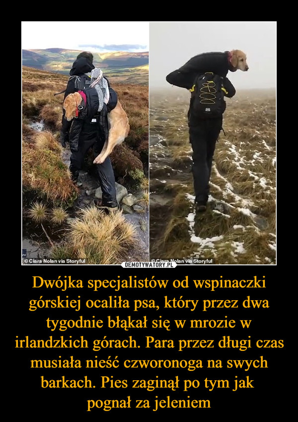 Dwójka specjalistów od wspinaczki górskiej ocaliła psa, który przez dwa tygodnie błąkał się w mrozie w irlandzkich górach. Para przez długi czas musiała nieść czworonoga na swych barkach. Pies zaginął po tym jak 
pognał za jeleniem