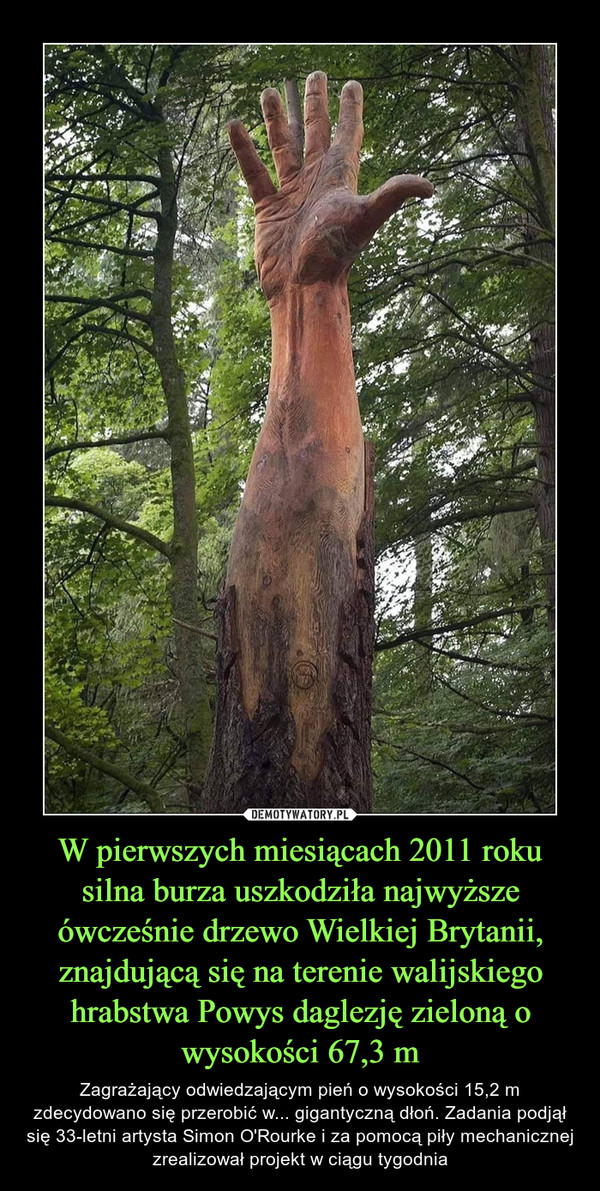 W pierwszych miesiącach 2011 roku silna burza uszkodziła najwyższe ówcześnie drzewo Wielkiej Brytanii, znajdującą się na terenie walijskiego hrabstwa Powys daglezję zieloną o wysokości 67,3 m