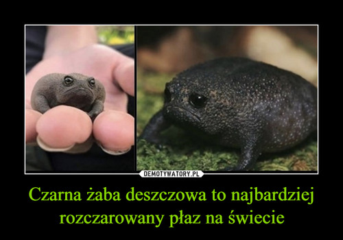 Czarna żaba deszczowa to najbardziej rozczarowany płaz na świecie