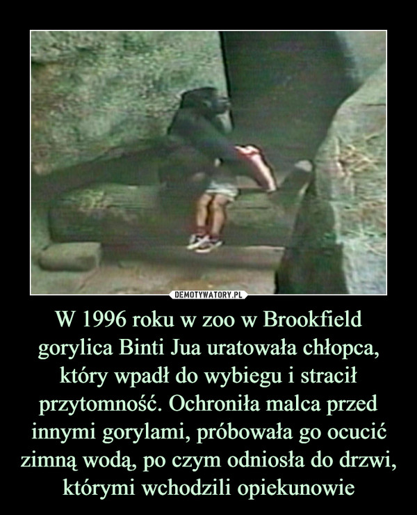 W 1996 roku w zoo w Brookfield gorylica Binti Jua uratowała chłopca, który wpadł do wybiegu i stracił przytomność. Ochroniła malca przed innymi gorylami, próbowała go ocucić zimną wodą, po czym odniosła do drzwi, którymi wchodzili opiekunowie –  
