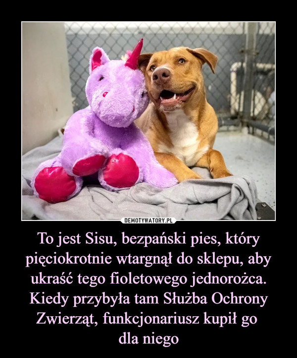 To jest Sisu, bezpański pies, który pięciokrotnie wtargnął do sklepu, aby ukraść tego fioletowego jednorożca. Kiedy przybyła tam Służba Ochrony Zwierząt, funkcjonariusz kupił go 
dla niego